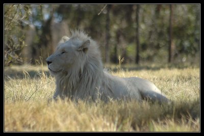 Rare White Lions of Africa