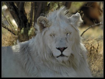 White Lion dozing in shade