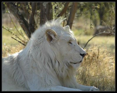 White Lion dozing