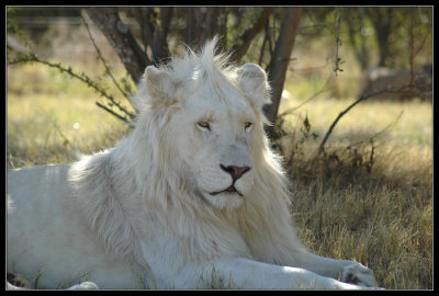 White Lion lying in shade