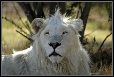 White Lion staring
