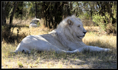 White Lion lounging in the grass