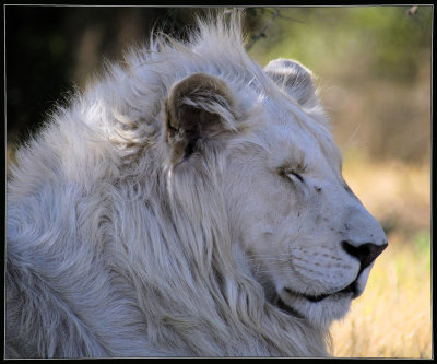 White Lion lazing