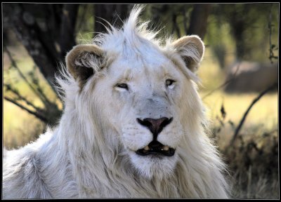 White Lion deep in thought