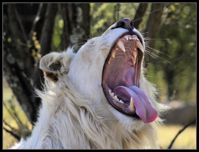 White Lion yawning