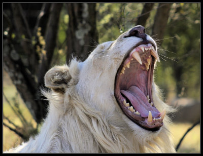 White Lion yawning