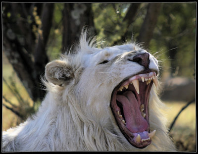 White Lion yawning