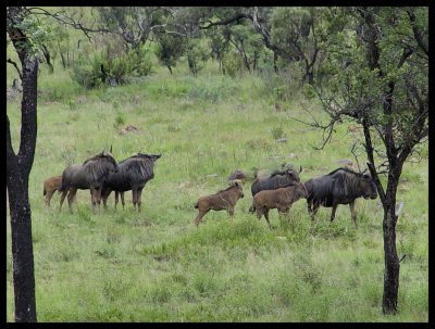  Bronkhorstspruit Gamefarm