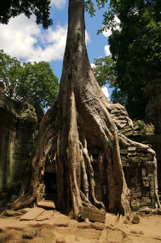 When the trees take over, Angkor Thom.