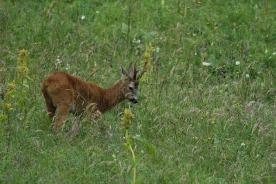 Roe deer