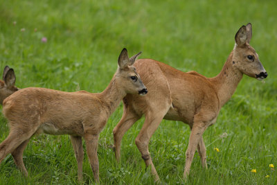 Yearling cubs