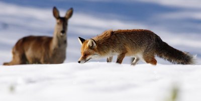 Red fox&Roe deer