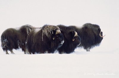 Muskoxen