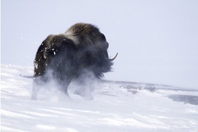 Muskox