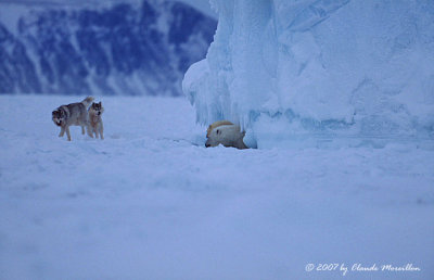 Meeting on the ice field