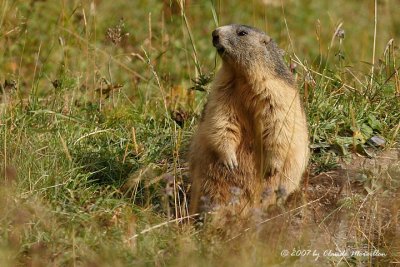 Marmot (Marmota marmota)