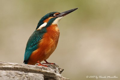 Kingfishers