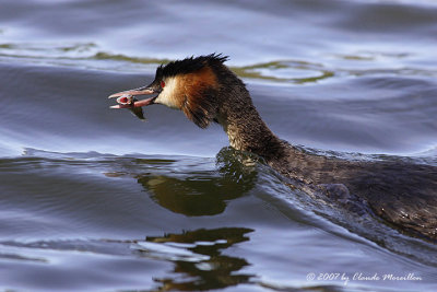 Great Crested