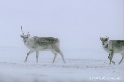 Caribous