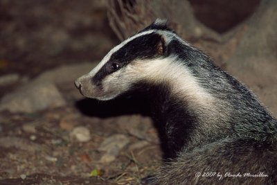 Eurasien Badger (Meles meles)