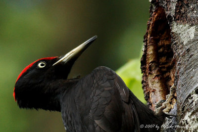 Male  Black Woodpecker