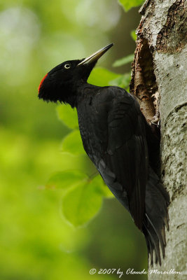 Lady... Black Woodpecker