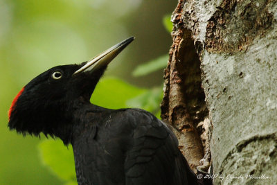 Female Black  Woodpecker