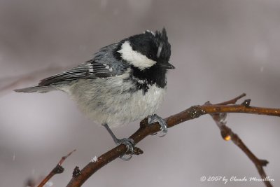 Coal Tit  (Parus ater)