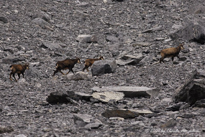 Chamois
