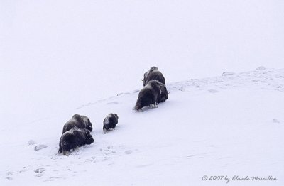 Muskoxen with a Coy