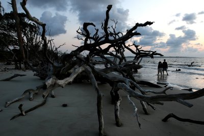 Driftwood Beachcombers