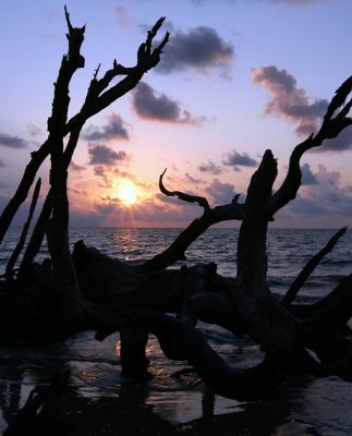 Driftwood Beach Sunrise 