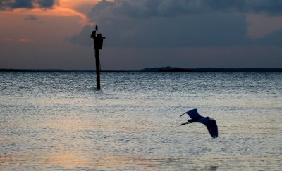 Egret in Flight