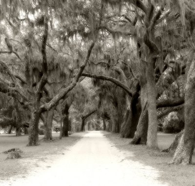 Road to Ruins