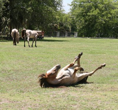 Wilder Horse