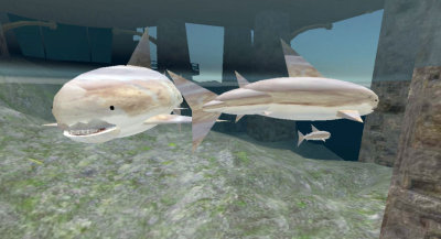 shark family_001.JPG