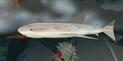 shark.JPG