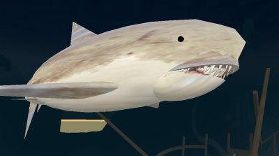 shark_001.JPG