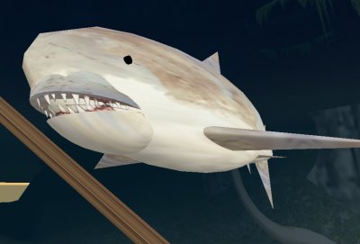 shark_002.JPG