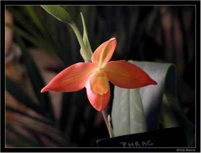 Santa Barbara Orchid Show - 2007
