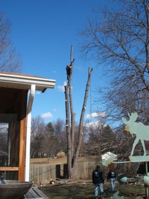 Now they pulled the power lines towards the tree.....