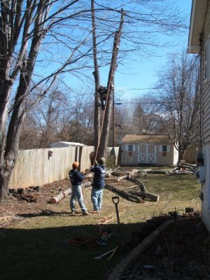 Now pull the wires away from the tree