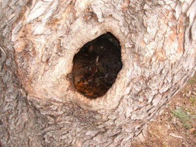 Here's the hole in the front free, where we'll be removing a large branch