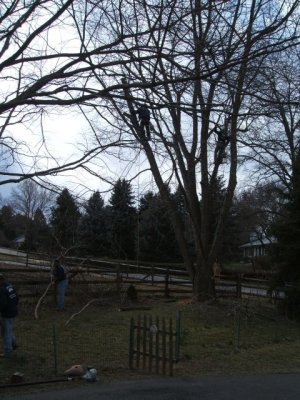 Climbing up in the tree; they'll also remove some of the branches to lighten out the top