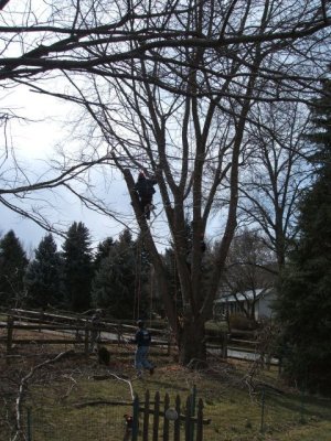 They suspended the pieces of the branch from upper branches and swung them