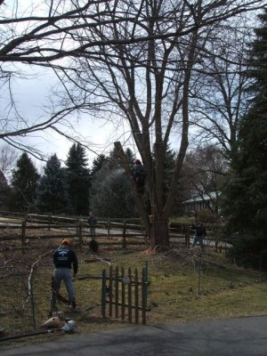 into our neighbor's yard (who wanted the wood)
