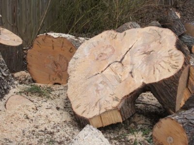 See the dark area in the middle; this was the weak area where the trunks came together