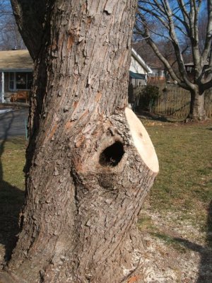 The hole is still there, but the pressure of the large branch is gone!