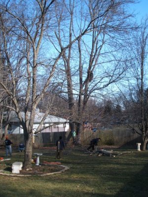 The first branches are heart-stopping as they thunk into the ground