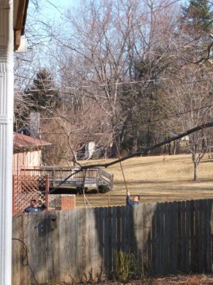 Here's how they held the lines aside; they also used ropes to tie them either closer to the tree or further away